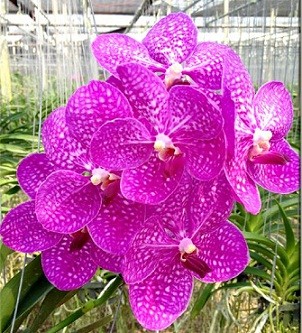 Vanda Orchids Plants VMB1274