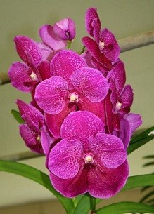 Vanda Orchids Plants VMB1283