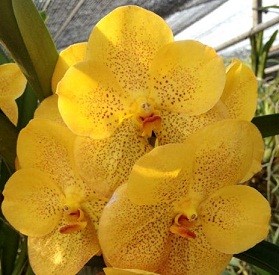 Vanda Orchids Plants VMB1284