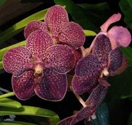 Vanda Orchids Plants VMB1285