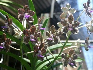 Vanda Orchids Plants VMB1286