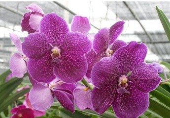 Vanda Orchids Plants VMB1287