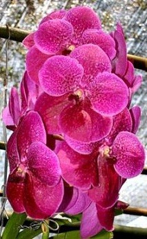 Vanda Orchids Plants VMB1288