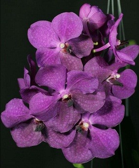 Vanda Orchids Plants VMB1289