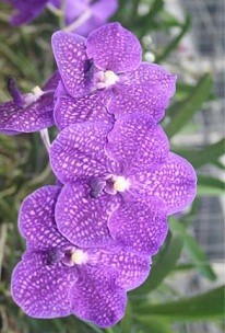 Vanda Orchids Plants VMB1290