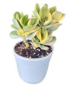 Variegated Jade Succulent Plants