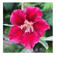 Velvet Beauty Adeniums Obesum Plants