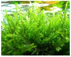 Vietnam Moss