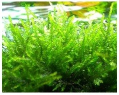Vietnam Moss