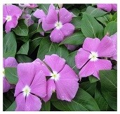 Vinca Lavender Flowering Plants