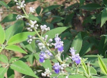 Vitex Negundo Live Indian Garden Plants