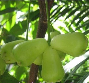 Water Apple Live Indian Garden Plants