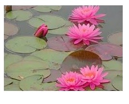 Six PC Water Lily Live Plants