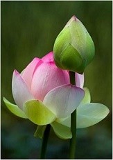Water Lotus Live Plants