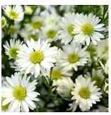 White Aster Flowering Plants