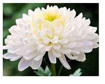 White Chrysanthemum Flowering Plants