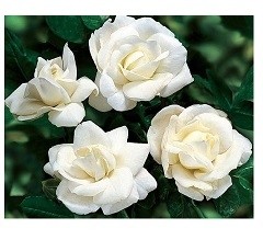 White Miniature Button Rose Flowering Plants