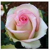 White Pink Rose Flowering Plants