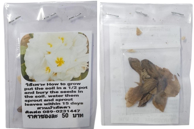 White Plumeria Frangipani Kathalichapa Seeds