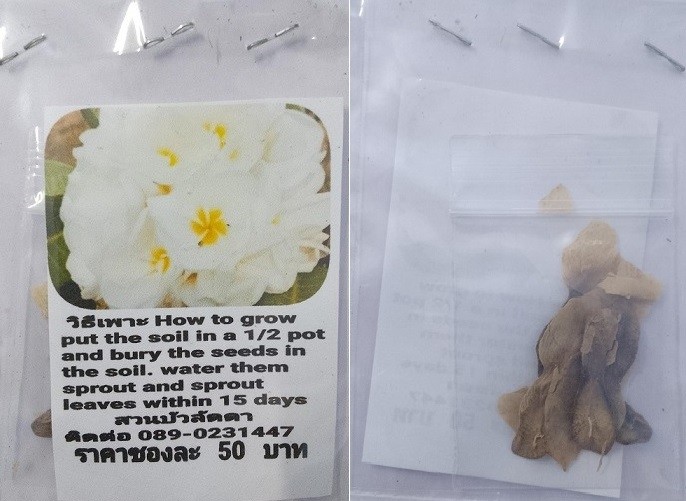 White Plumeria Frangipani Kathalichapa Seeds