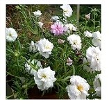 White Portulaca Succulent Plants