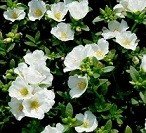 White Portulaca Oleracea Succulent Plants