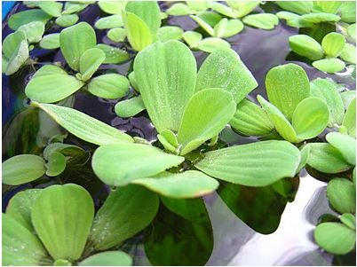 Water Lettuce