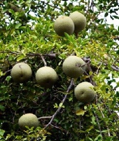 Wood Apple Live Indian Garden Plants