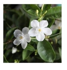 Wrightia Antidysenterica Flowering Plants