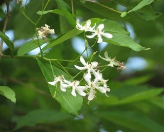 Wrightia Tinctoria Live Indian Garden Plants