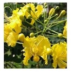 Yellow Caesalpinia Pulcherrima Flowering Plants