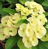 Yellow Euphorbia Succulent Plants