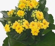 Yellow Kalanchoe Succulent Plants