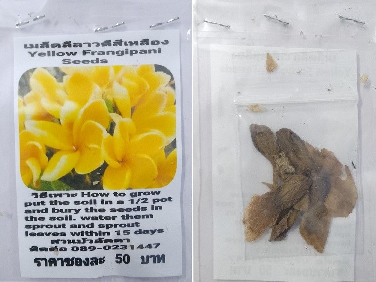 Yellow Plumeria Frangipani Kathalichapa Seeds
