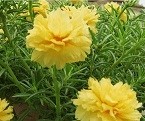 Yellow Portulaca Succulent Plants