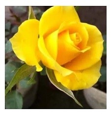 Exotic Yellow Rose Flowering Plants