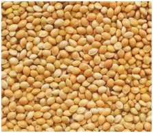 Golden Yellow Millet 