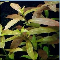 Hygrophila Polysperma