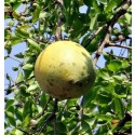 Aegle Marmelos Live Indian Garden Plants
