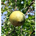 Aegle Marmelos Live Indian Garden Plants