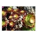 Aeonium Cyclops Succulent Plants