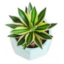 Agave Lophantha Ghaypat Succulent Plants