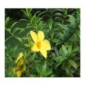 Allamanda Cathartica Flowering Plants