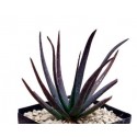 Aloe Black Beauty Succulent Plants