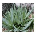 Aloe Walmsleys Blue Succulent Plants