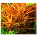 Ammannia Gracilis