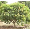 Amrapali Mango Live Indian Garden Plants