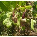 Anacardium Occidentale Live Indian Garden Plants