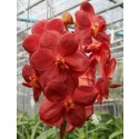 Ascocenda Orchid Plants AMB1047