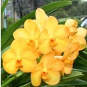 Ascocenda Orchid Plants AMB1048